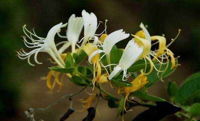 Piante profumate per eliminare gli odori: Fiore di gelsomino in giardino, plantazione di fiori profumati e decorativi, natura, piante floreali, appunti sul blog.