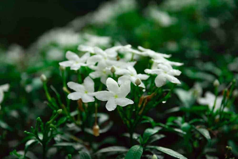 Fiore bianco di gardenia con foglie verdi scure, primo piano, in un giardino tropicale, simbolo di eleganza e purezza, fioritura primaverile, pianta ornamentale, ideale per decorazioni e profumi naturali.