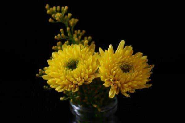 Gigli gialli freschi in un vaso su sfondo nero, perfetta decorazione floreale per ambienti eleganti e naturali.