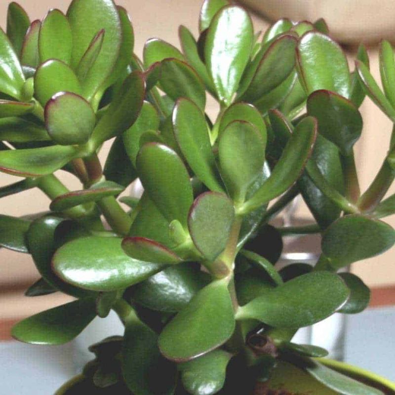 8 proprietà curative Crassula: origine e benefici (2026) 2 8 proprietà curative Crassula: origine e benefici