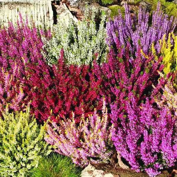 Erica proprietà magiche e applicazioni