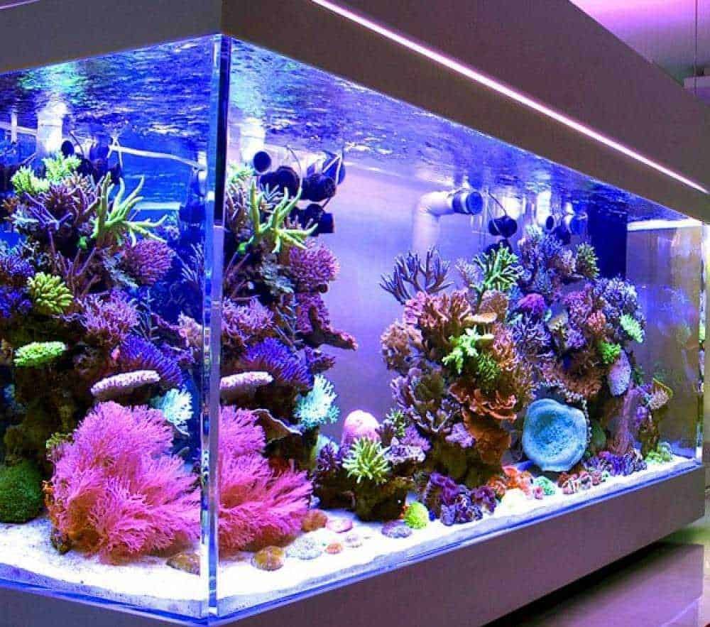 Piante da acquario vere per scarsa luce: Piante da acquario vere scarsa luce. Come sceglierle?
