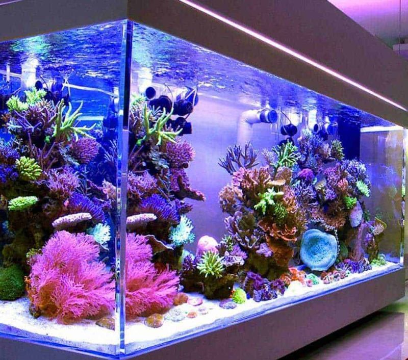 Piante da acquario vere scarsa luce. Come sceglierle? 2 Piante da acquario vere per scarsa luce: Piante da acquario vere scarsa luce. Come sceglierle?