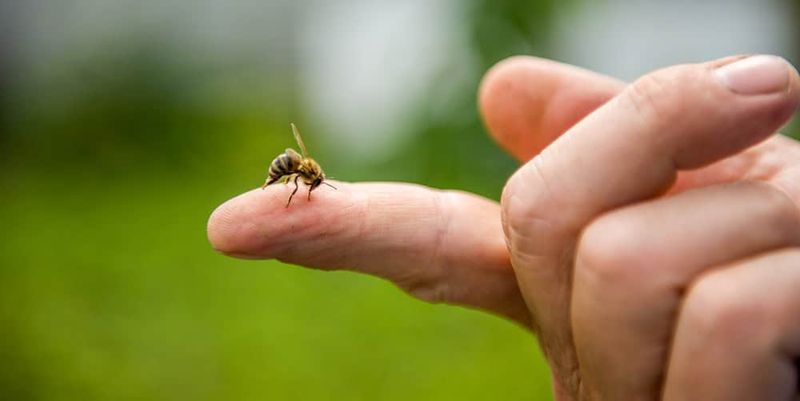 Come riconoscere le punture di insetti 7 Puntura di ape con pungiglione da rimuovere. Insetto sulla mano umana, esempio di puntura di insetto, con sfondo verde sfocato.