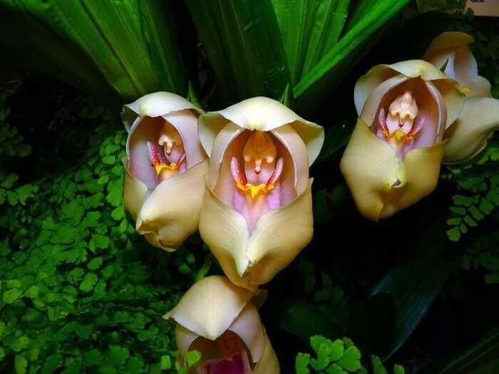Orchidee in fiore, dettaglio di fiori esotici colorati e foglie verdi, perfetto per il giardinaggio e la cura delle piante tropicali.