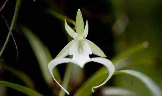 10 Fiori bizzarri nel mondo di forma strana 9 10 Fiori bizzarri nel mondo di forma strana