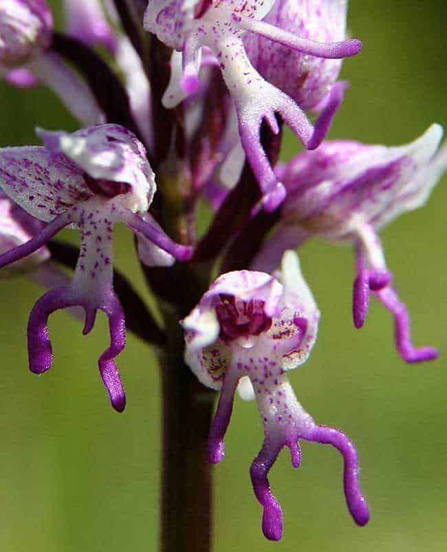 10 Fiori bizzarri nel mondo di forma strana