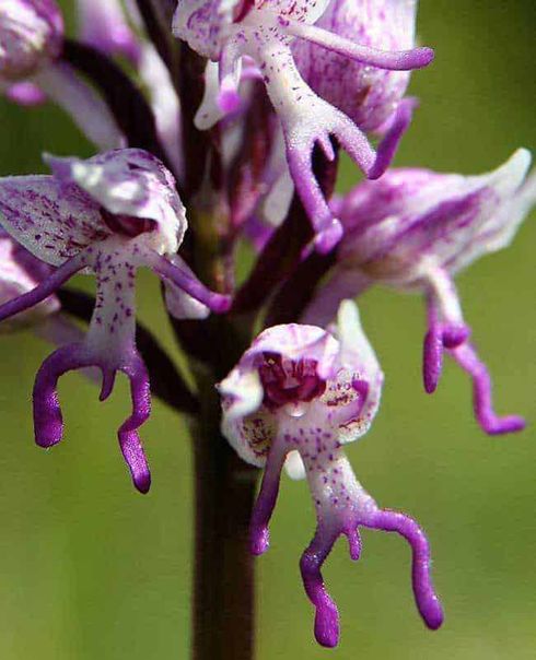 10 Fiori bizzarri nel mondo di forma strana 3 10 Fiori bizzarri nel mondo di forma strana