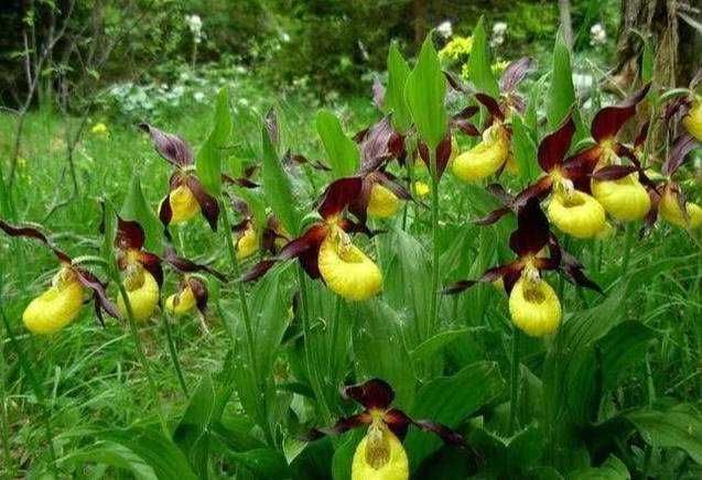 Piante di orchidee con fiori gialli e viola in giardino, immersi in un ambiente naturale e verde.