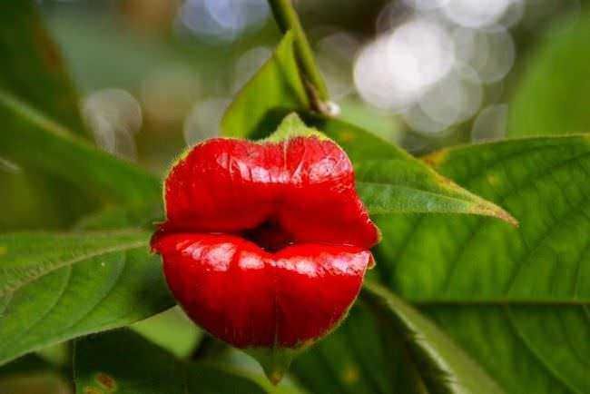 Prezzo centrale di una pianta di ciliegia con foglie verdi e frutto rotondo e rosso che assomiglia a un bacio ellittico.