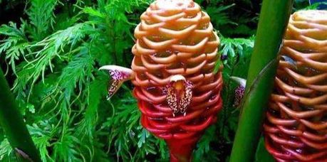 10 Fiori bizzarri nel mondo di forma strana 12 Fiore di protea tropicale con foglie verdi lussureggianti, esempio di piante esotiche e botanica. Perfetto per appassionati di giardinaggio e natura.