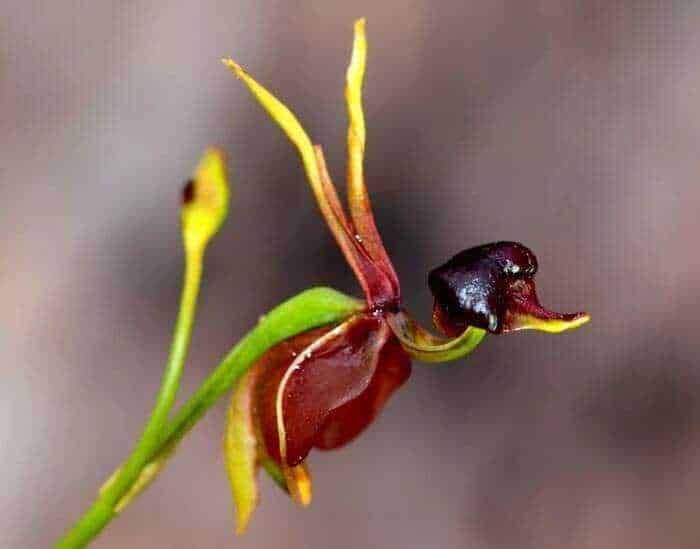 Vaso di orchidea epifita con fiori colorati e foglie verdi, primo piano, natura, piante ornamentali.