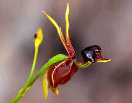 10 Fiori bizzarri nel mondo di forma strana 10 Vaso di orchidea epifita con fiori colorati e foglie verdi, primo piano, natura, piante ornamentali.
