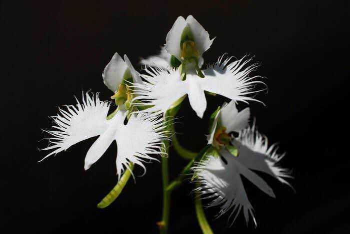 Fiori bianchi con petali piumati e ambientazione scura, rappresentano la bellezza naturale e il fascino floreale, perfetti per contenuti sul blog dedicati alla natura, botanica e fotografia floreale.