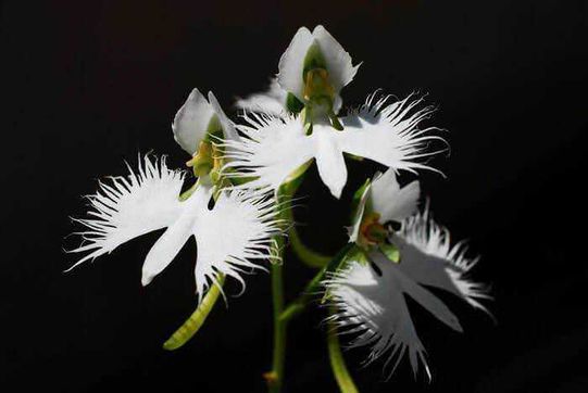 10 Fiori bizzarri nel mondo di forma strana 11 Fiori bianchi con petali piumati e ambientazione scura, rappresentano la bellezza naturale e il fascino floreale, perfetti per contenuti sul blog dedicati alla natura, botanica e fotografia floreale.
