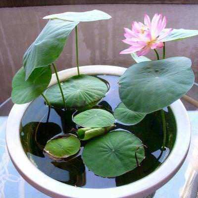 Fiore di loto in vaso con foglie verdi e acqua, giardino zen, decorazione naturale, belle piante acquatiche, rilassamento e armonia, decorazioni per esterni e interni.