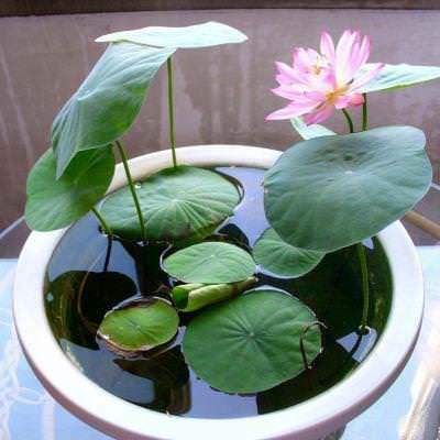 5 tipi di piante idroponiche amanti dell'acqua