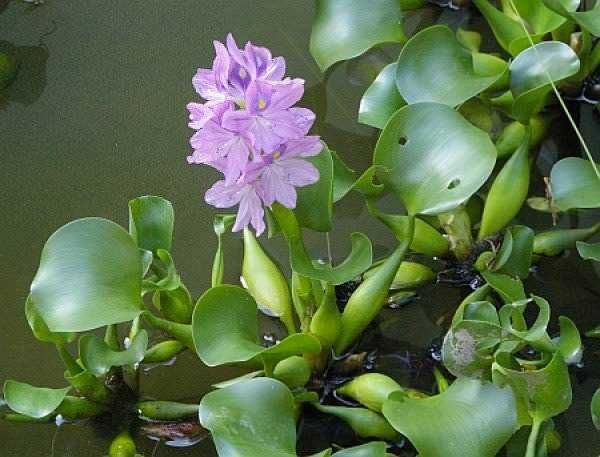 5 tipi di piante idroponiche amanti dell'acqua. 3 Fior di noddle d'acqua con foglie verdi, pianta acquatica, flora acquatica, pianta d'acqua, piante acquatiche decorative.