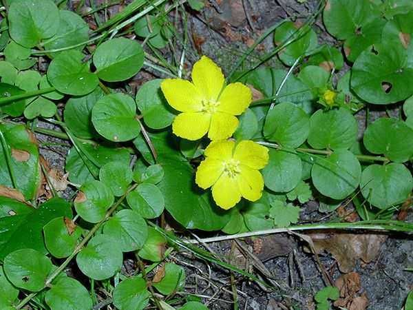 5 tipi di piante idroponiche amanti dell'acqua. 2 Fiore giallo di pianta acquatica con foglie rotondeggianti, che cresce in ambienti umidi e palustri, ideale per giardini acquatici e zone umide.