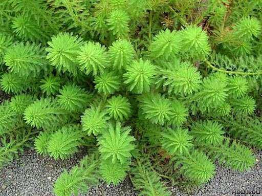 5 tipi di piante idroponiche amanti dell'acqua. 4 Foglie verdi di una pianta aromatica o ornamentale con frastagliature, tipiche di molte piante da giardino o officinali. Perfette per decorare e profumare ambienti domestici o giardini.