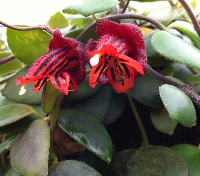 Fiore di gloxinia con petali rossi e venature nere, circondato da foglie verdi lucide, pianta ornamentale e fioritura primaverile, ideale per decorazioni interne e giardini ombreggiati.
