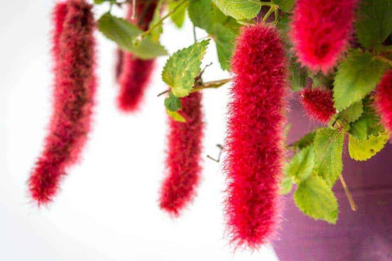 7 migliori piante sospese da interno per cesti, dal nasturzio rampicante 3 Filnemaingomento: fucsia_fiore_strisciante.jpg.