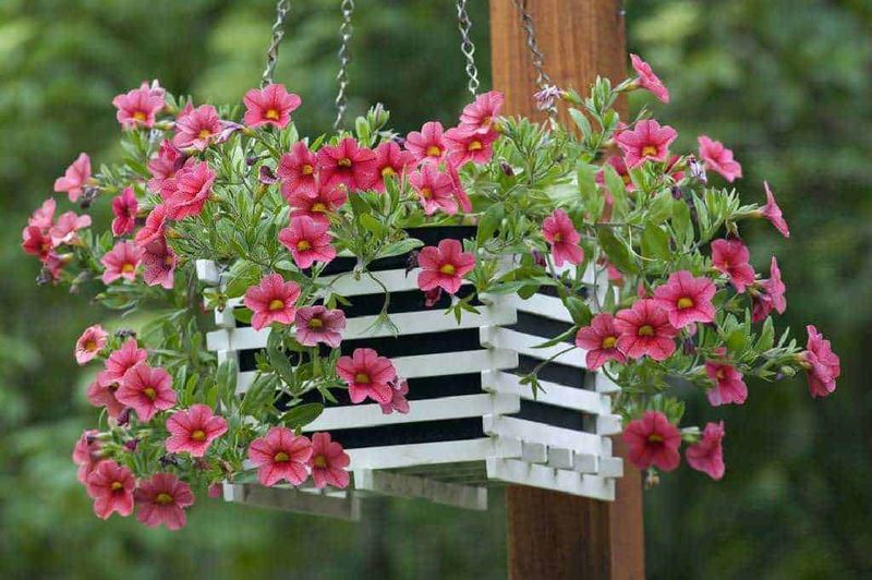 7 migliori piante sospese da interno per cesti, dal nasturzio rampicante 2 Nasturzio rampicante: Vasetto di fiori pendente con petunie rosa su supporto in legno, decorazione da giardino.