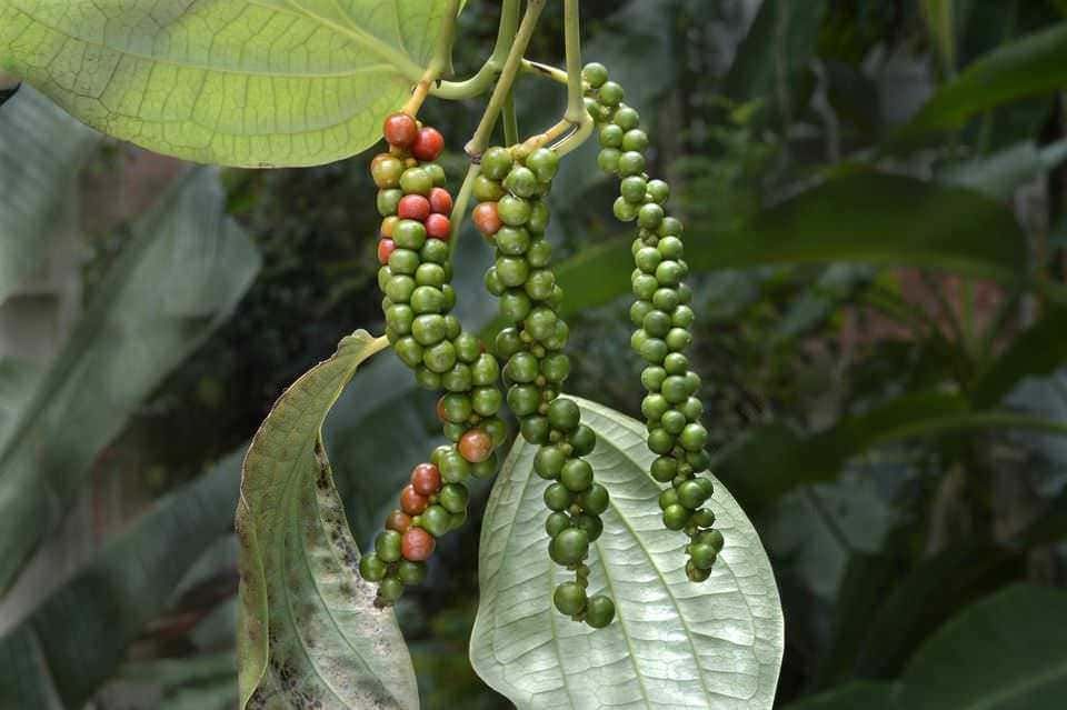 Baccelli di pepe verde e maturo pendono da una pianta con foglie larghe e verdi, rappresentando un raccolto di spezie naturali e biologiche. La foto evidenzia i dettagli dei frutti di pepe nelle diverse fasi di maturazione.