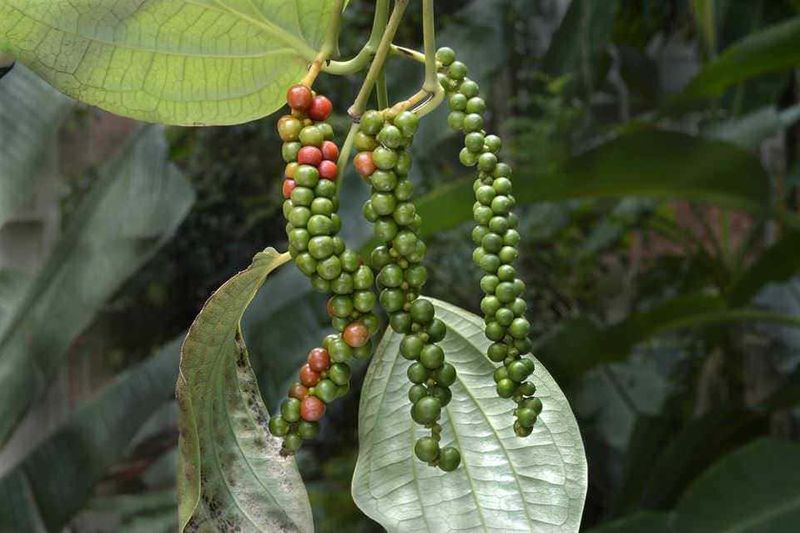 7 migliori piante sospese da interno per cesti, dal nasturzio rampicante 7 Baccelli di pepe verde e maturo pendono da una pianta con foglie larghe e verdi, rappresentando un raccolto di spezie naturali e biologiche. La foto evidenzia i dettagli dei frutti di pepe nelle diverse fasi di maturazione.