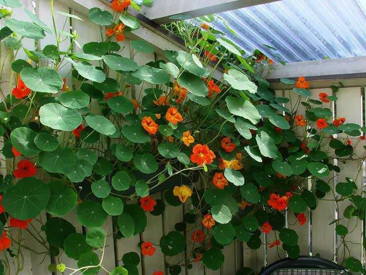 7 migliori piante sospese da interno per cesti, dal nasturzio rampicante 4 7 migliori piante sospese da interno per cesti, dal nasturzio rampicante