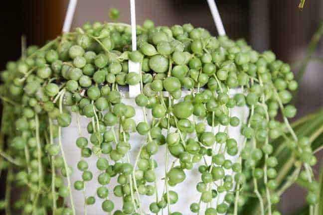 Femminella di pianta grassa succulenta con piccole bacche verdi in un vaso. Perfetta per decorazione di interni e idee di giardinaggio sostenibile.