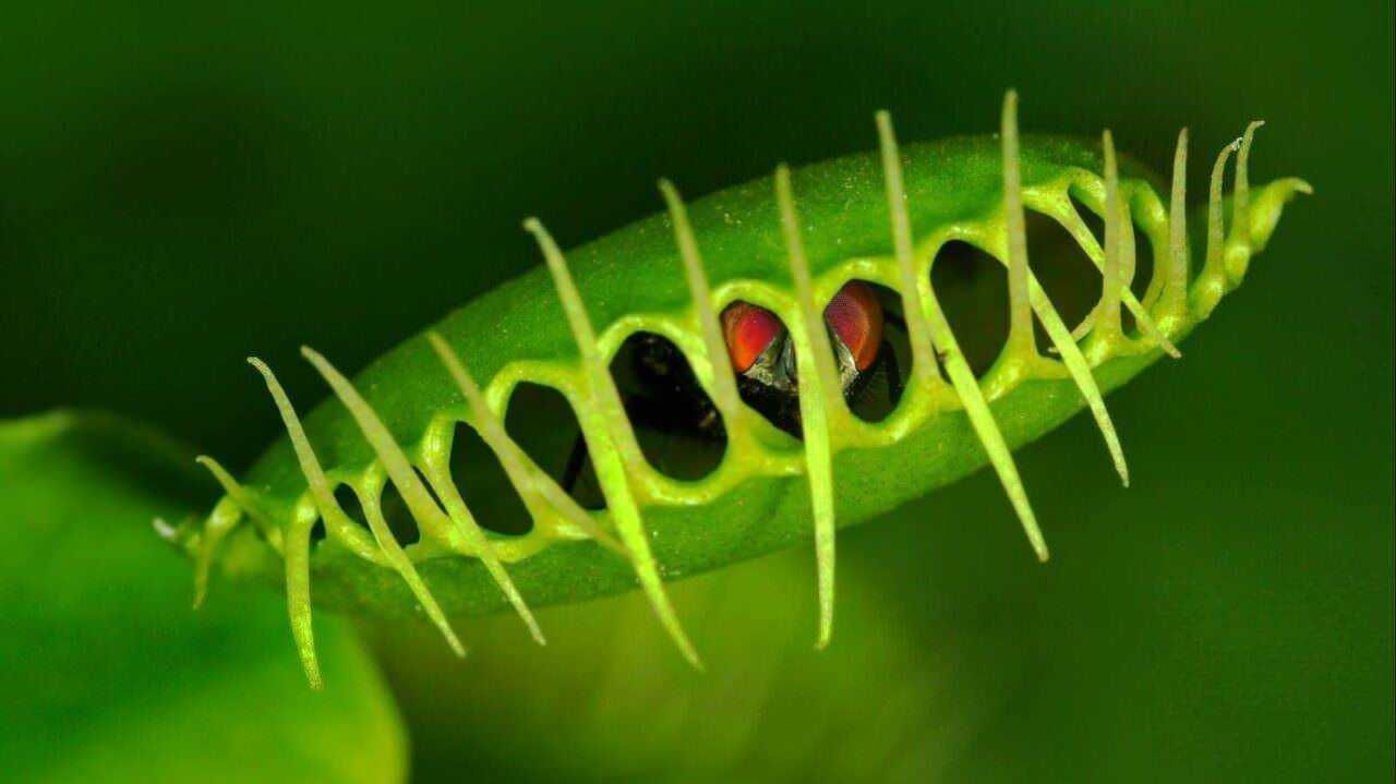Piante carnivore da coltivare in casa: A0001_green_caterpillar_closeup.jpg.