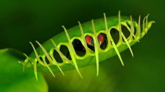 8 piante carnivore che mangiano insetti