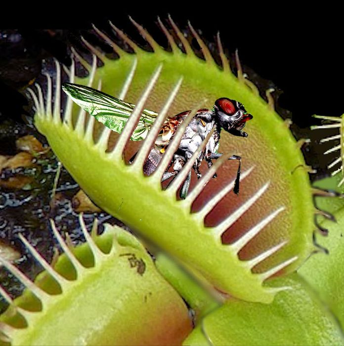 7 piante carnivore che mangiano insetti