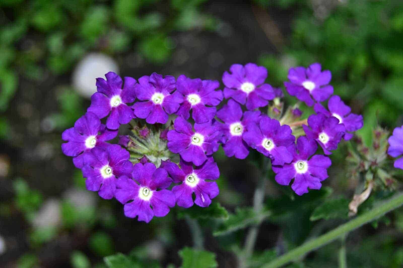 Fiore viola vivace con petali viola intenso e centro bianco, pianta ornamentale da giardino per zone temperate, ideale per bordure e vaso.