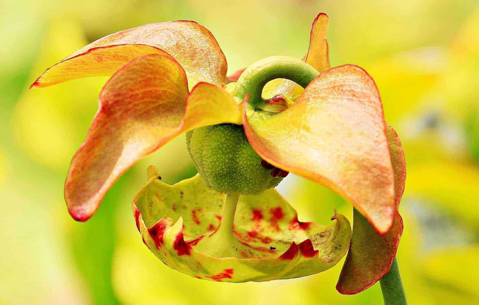 Fiore di orchidea tropicale con petali colore pesca e gialla, inserti rossi, dettaglio di un fiore esotico, sfondo verde sfocato.