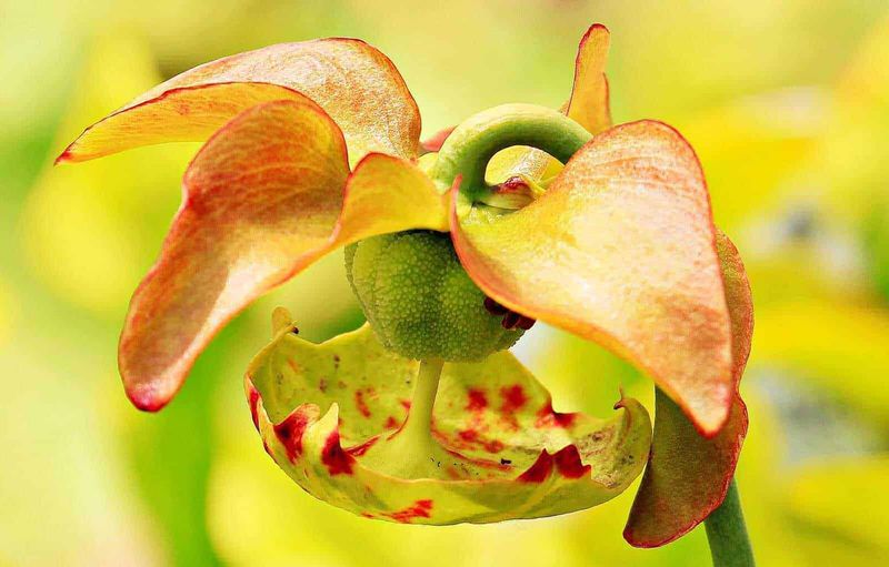 7 piante carnivore cattura zanzare da coltivare in casa 9 Fiore di orchidea tropicale con petali colore pesca e gialla, inserti rossi, dettaglio di un fiore esotico, sfondo verde sfocato.