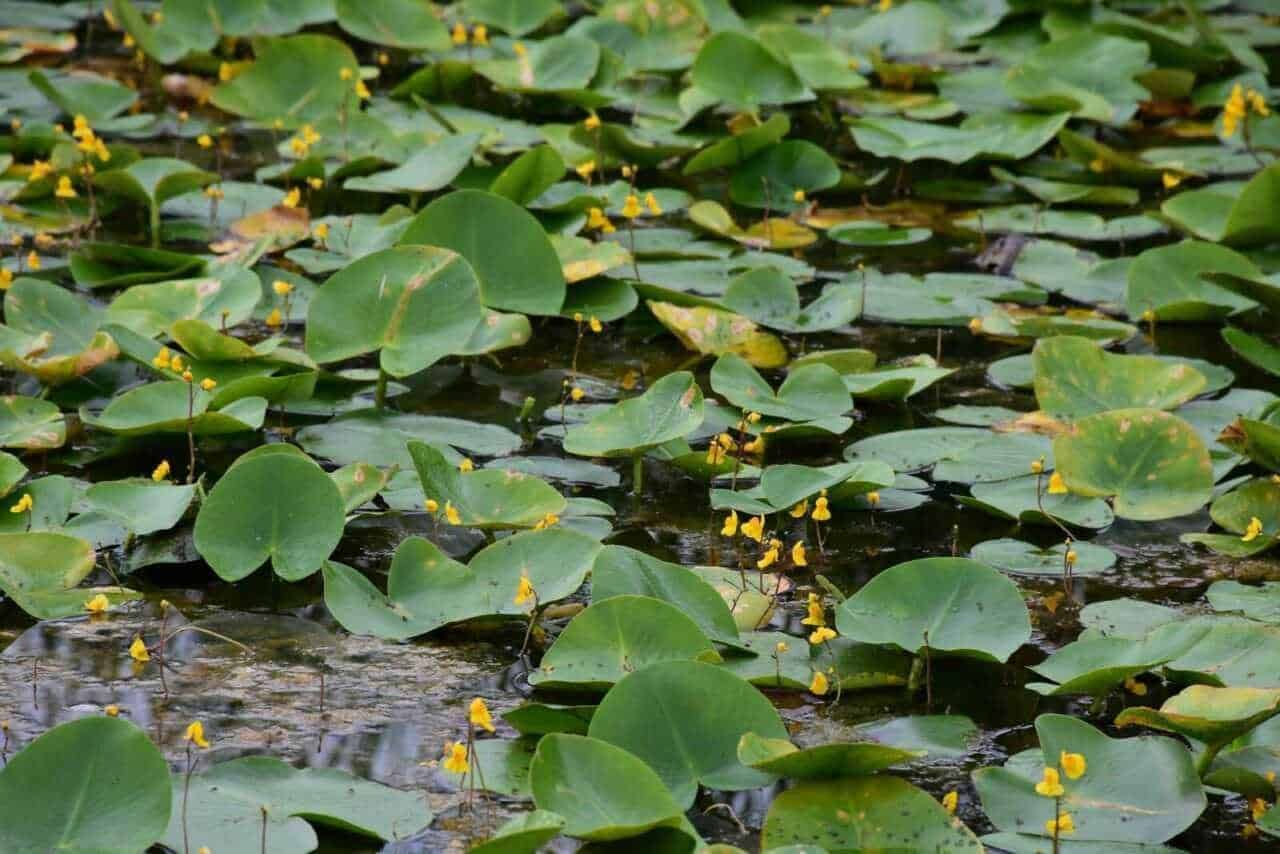 Foglie di lattuga d'acqua con fiori gialli sul lago, natura acquatica, piante acquatiche, conservazione ambientale, ecosistema lacustre, biodiversità acquatica, flora acquatica, vegetazione lago, flora naturale, piante acquatiche in habitat lacustre.