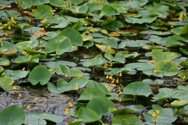 7 piante carnivore cattura zanzare da coltivare in casa 5 Foglie di lattuga d'acqua con fiori gialli sul lago, natura acquatica, piante acquatiche, conservazione ambientale, ecosistema lacustre, biodiversità acquatica, flora acquatica, vegetazione lago, flora naturale, piante acquatiche in habitat lacustre.
