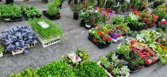 Fiori da seminare a marzo e fioriture di primavera: guida e festival 2 Fiori da seminare a marzo: Colorata esposizione di piante e fiori per il giardinaggio