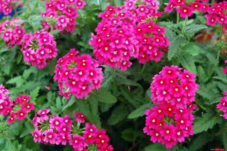 Fiore di verbena rosa intenso con foglie verdi lucide, perfetto per decorazioni primaverili e giardini ombreggiati. Pianta annuale ideale per aiuole e bordure per un tocco vivace e colorato.
