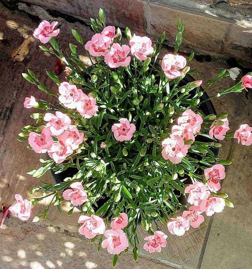 Quali fiori seminare a marzo con semi?