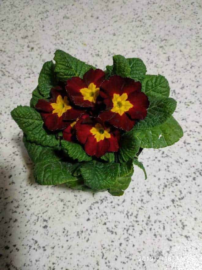 Quali fiori seminare a marzo con semi?