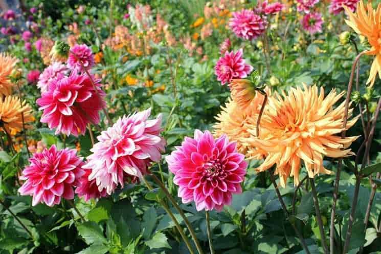 Quali fiori seminare a marzo con semi?