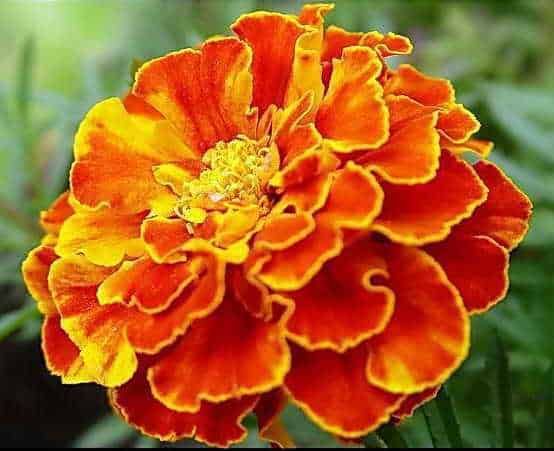 Fiori da seminare a marzo e fioriture di primavera: guida e festival 4 Fiore di tagete arancione intenso con petali ondulati e dettagli vibranti, ideale per giardini e decorazioni estive.