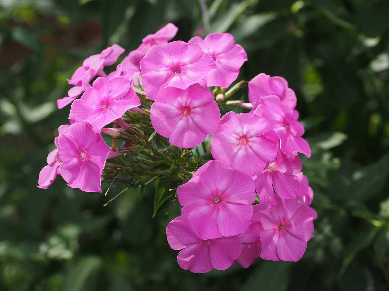 Fiore di petunia rosa in giardino, fiori colorati e vivaci, bellissima pianta ornamentale per il giardino, floreale di stagione, decorazione floreale naturale, immagine di fiori decorativi, giardinaggio e piante da fiore,scenari naturali, fiori di primavera, ambiente verde e rigoglioso, fiori in aprile, elementi di natura, piante ornamentali.