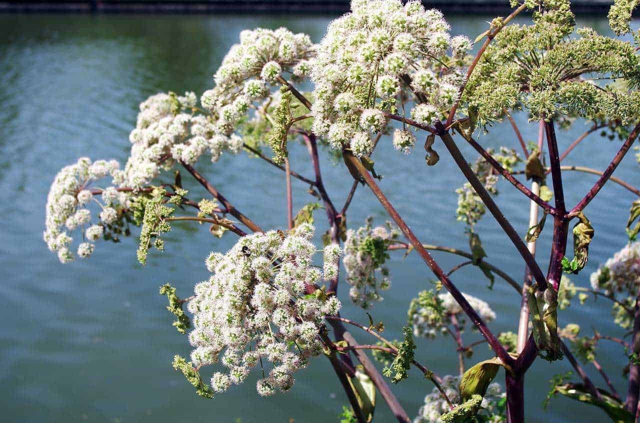 Fiore di sambuco bianco fiorito che si riflette in un lago, perfetto per immagini di natura e fiori primaverili, ideale per blog sulla flora e ambienti naturali.