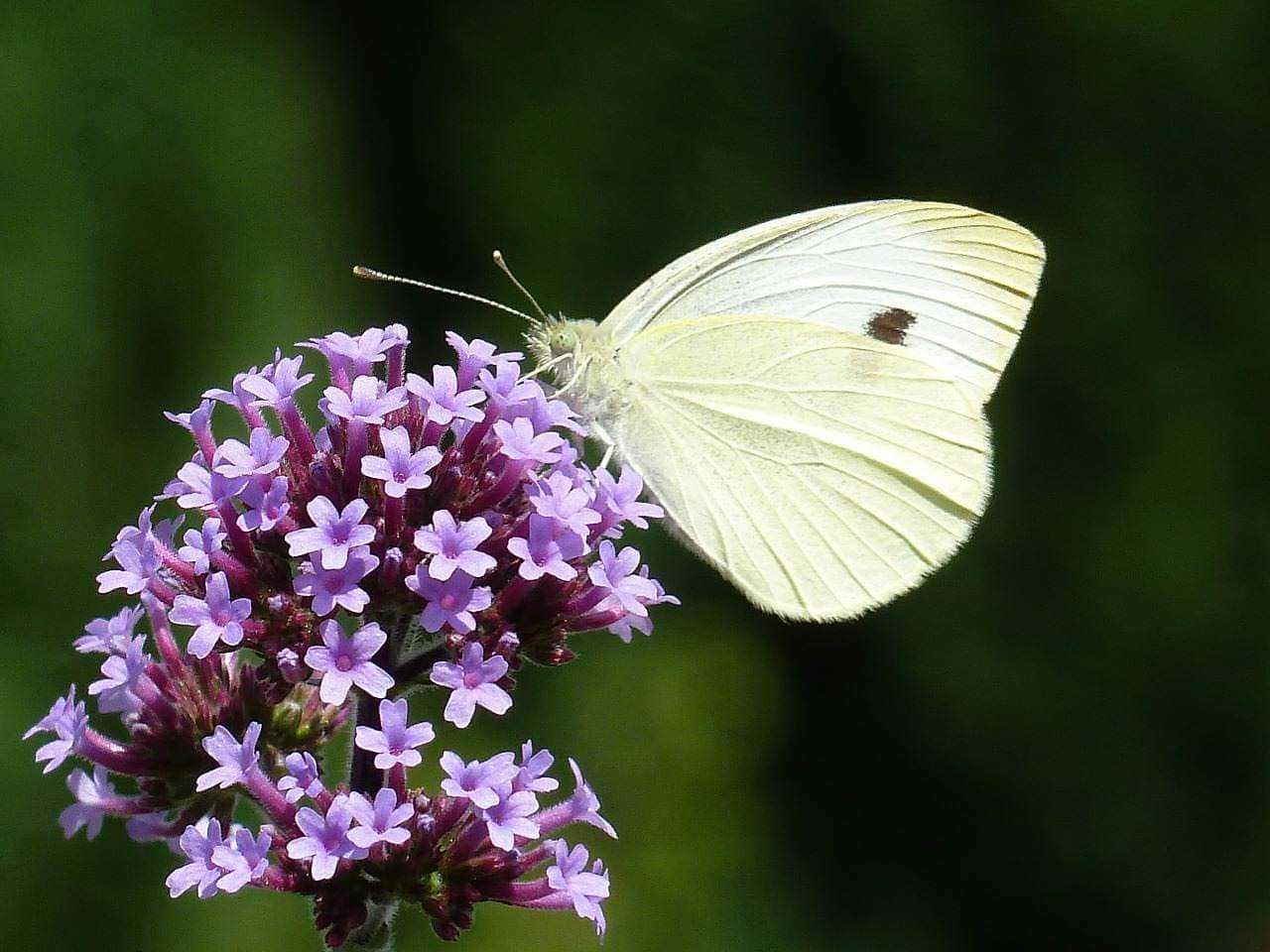 Fiore di verbena con farfalla bianca appoggiata su petali violetti, zeppa di dettagli e immerso in un ambiente naturale, ideale per apprezzare la bellezza della natura e della fauna selvatica.