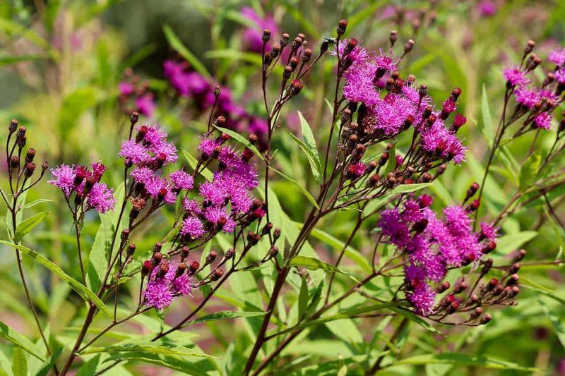15 piante ed erbe aromatiche che attirano le farfalle in giardino e sul balcone 8 15 piante che attraggono le farfalle in primavera