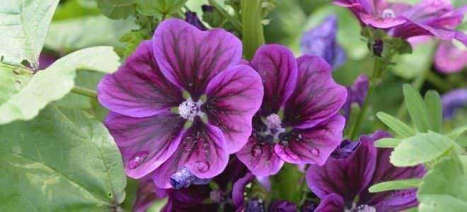 Fiore di nasturzio viola con foglie verdi brillante, pianta ornamentale e commestibile per giardini e ricette naturali.